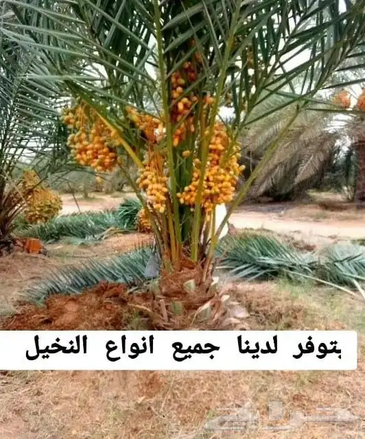 اسلام عليكم اليوم عندنا الفسيل 5