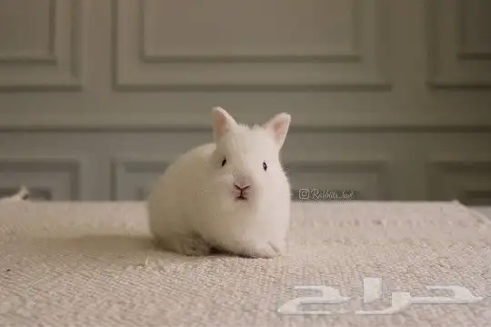 ارانب نذرلاند 0