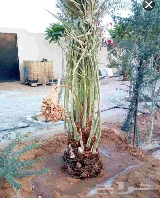 نخل نقايل نخيل مثمر إخلاص سكري برحي صقعي شيشي مجدول هلالي 4