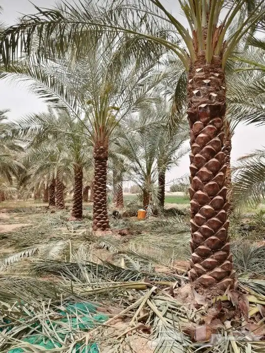 جميع انواع الأشجار والنخيل 8