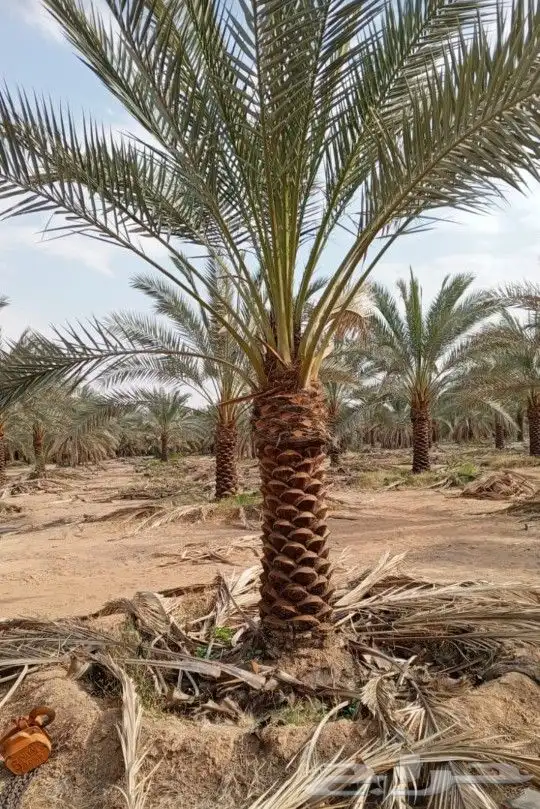 نخل نقايل نخيل مثمر إخلاص سكري برحي صقعي شيشي مجدول هلالي 1