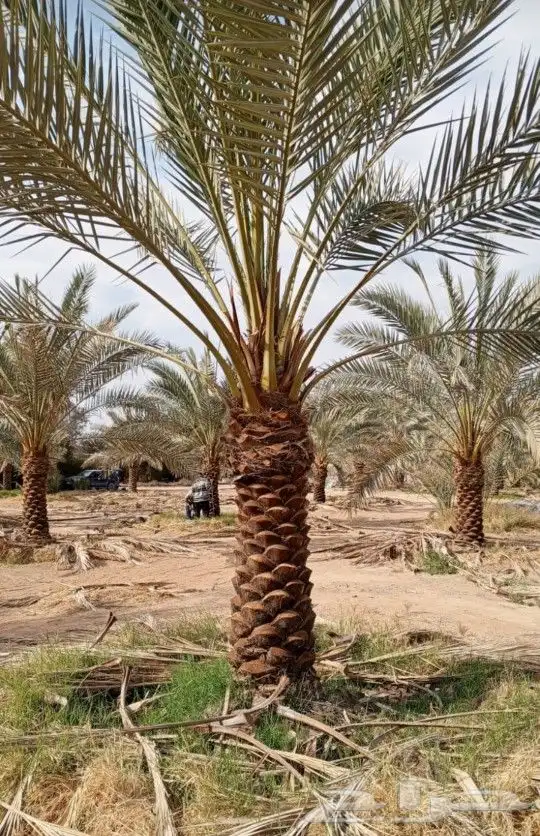 نخل نقايل نخيل مثمر إخلاص سكري برحي صقعي شيشي مجدول هلالي 0