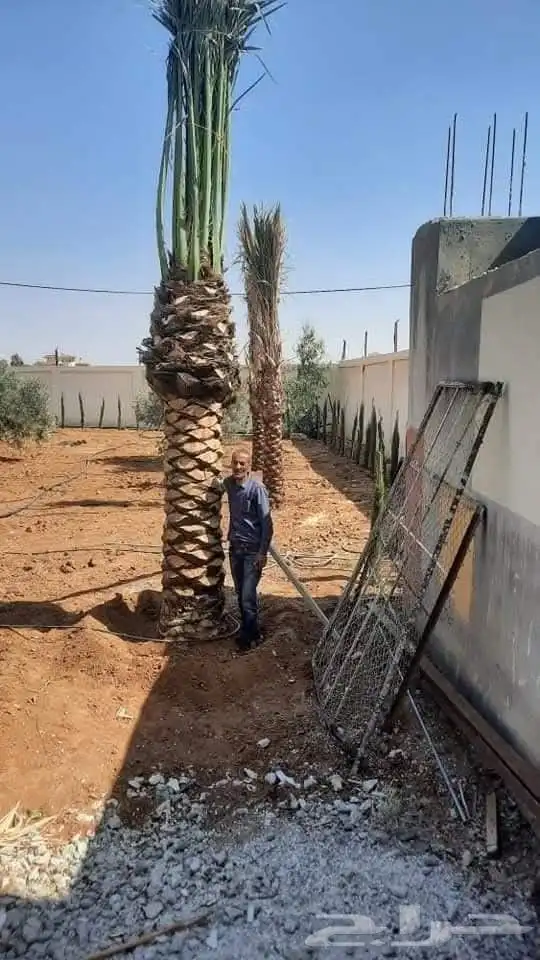 يوجد لدينا نخل عربي ووشنطني للبيع التواصل 7
