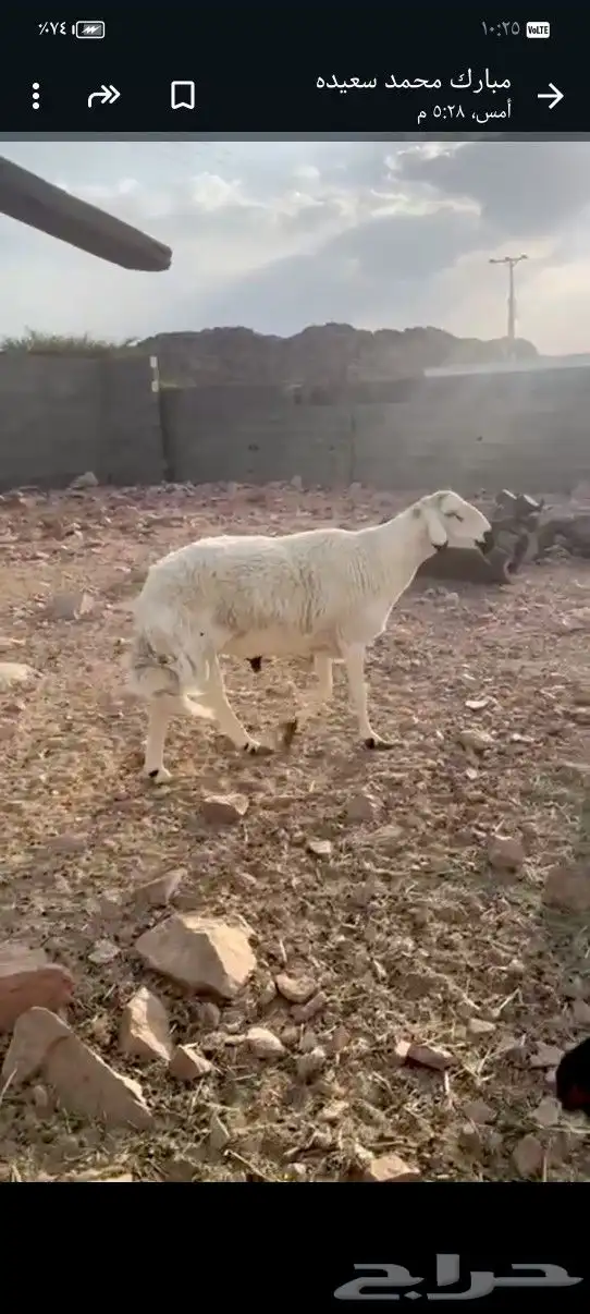 خروف فحل صنف الصنف 0