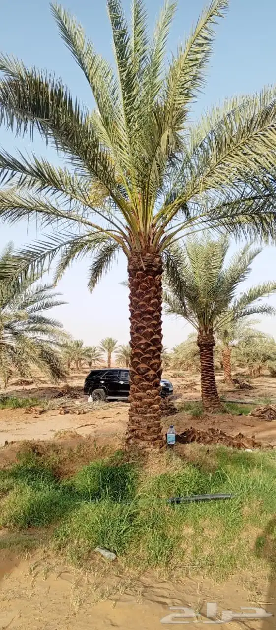 نخل بجميع انواعه نصدر إلى قطر البحرين. الكويت اليمن 3