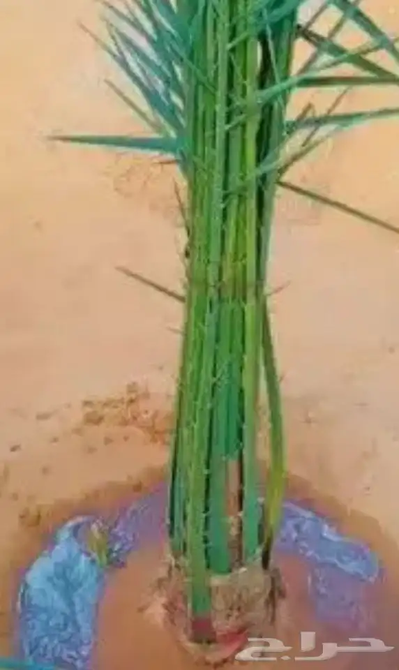 0534نخيل مثمر فسايل وجثايث ووشنطني كل المقاسات متوفره لديناء 1