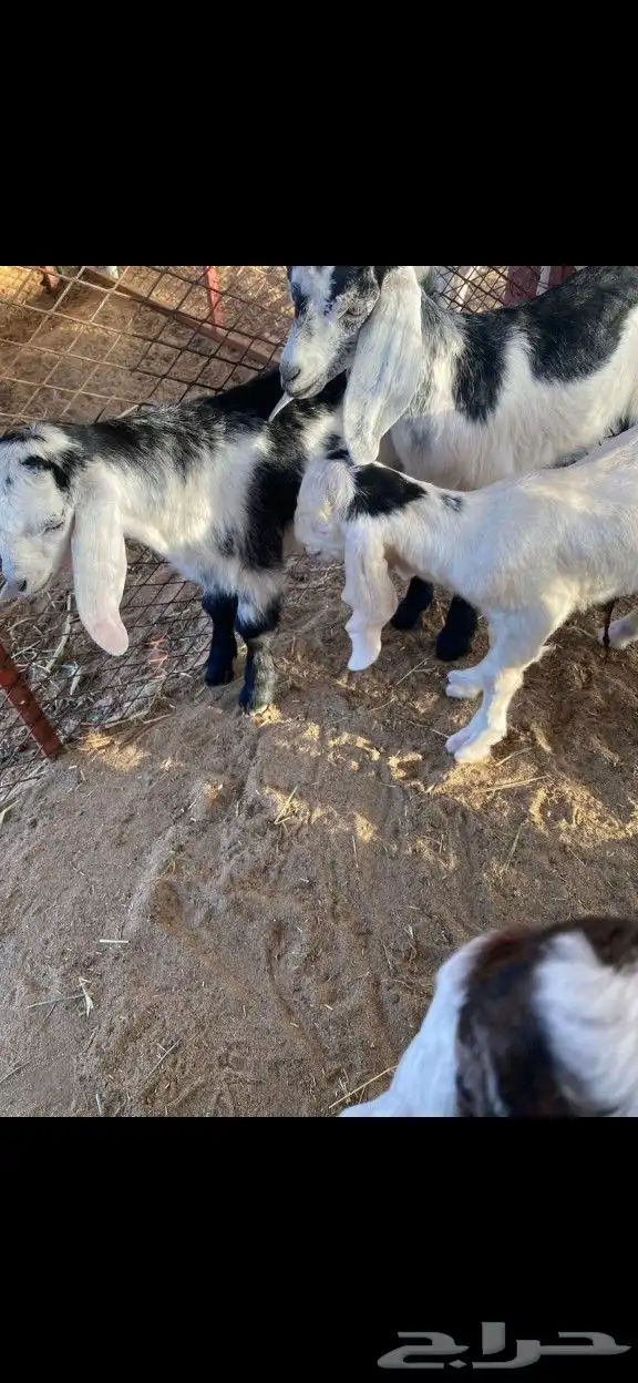 معزا خلف 10