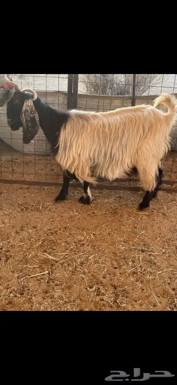 معزا خلف 1