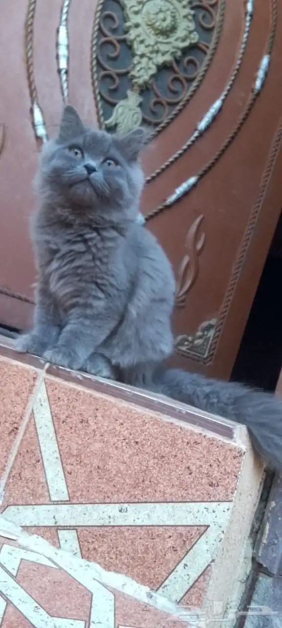 قط شيرازي ذكر للبيع 1