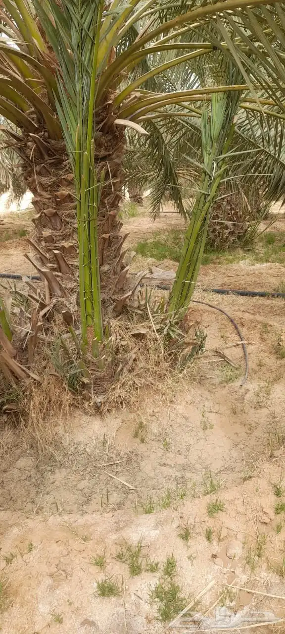 نخيل للبيع 7