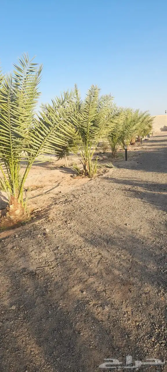 نخيل للبيع 9