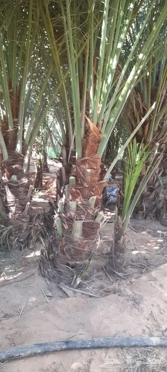 نخيل للبيع 8