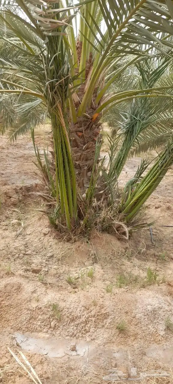 نخيل للبيع 5