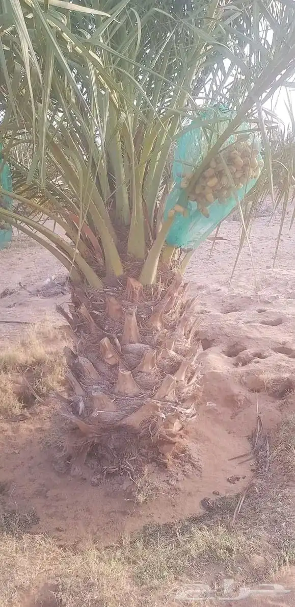 نخيل للبيع 0