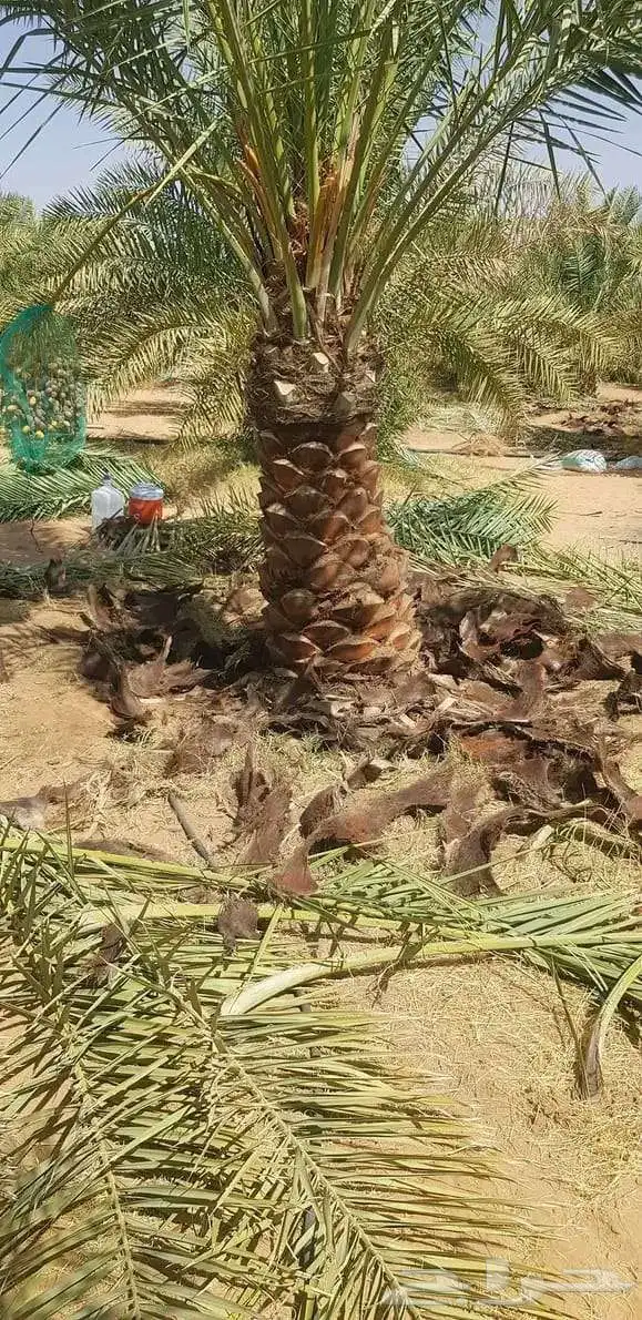 نخيل للبيع 1
