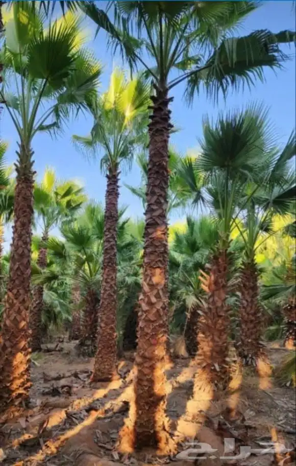 يوجد لدينا نخل واشنطن زينه بجميع المقاسات ونقوم بعمال التراث 2