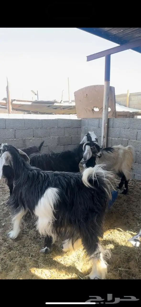 معزا للبيع 1