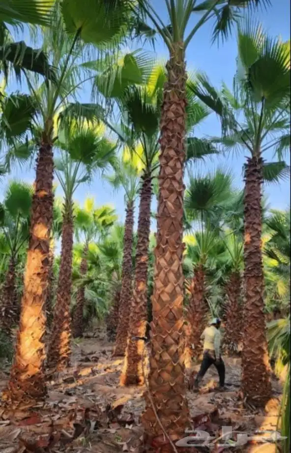 يوجد لدينا نخل واشنطن زينه بجميع المقاسات ونقوم بعمال التراث 3