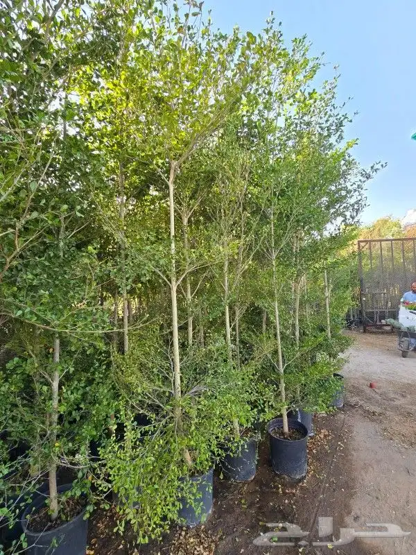 يوجد لديناء شجر الترمناليا وأشجار الزيتون وشجر الظل والأشجار 1