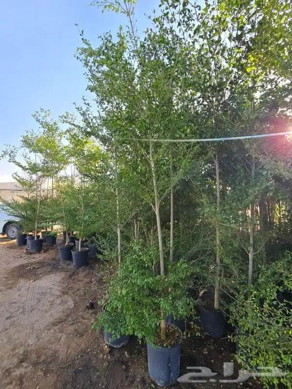 يوجد لديناء شجر الترمناليا وأشجار الزيتون وشجر الظل والأشجار 2