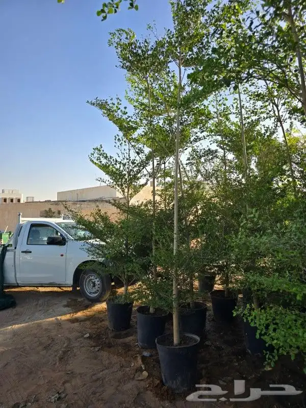 يوجد لديناء شجر الترمناليا وأشجار الزيتون وشجر الظل والأشجار 3