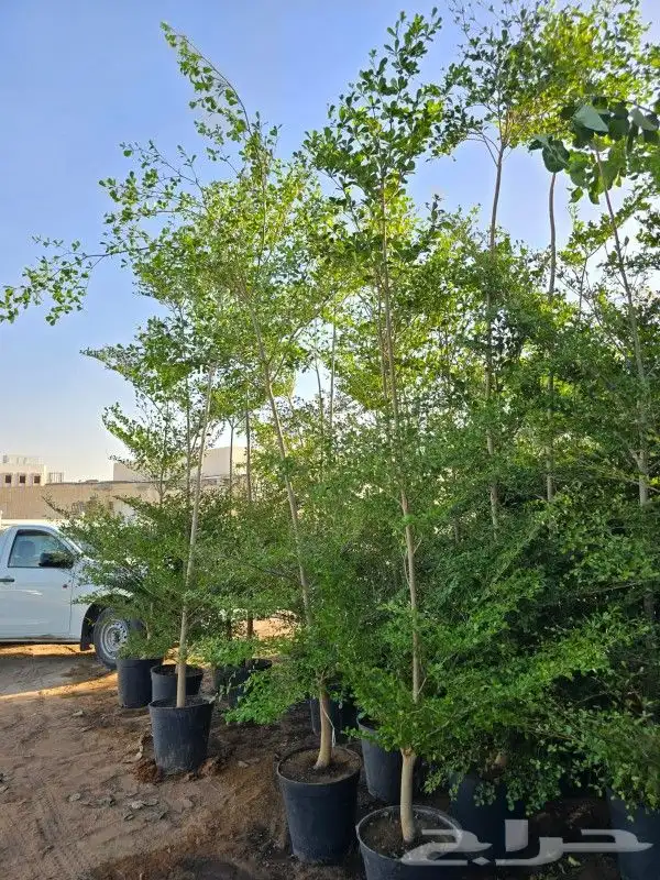 يوجد لديناء شجر الترمناليا وأشجار الزيتون وشجر الظل والأشجار 0