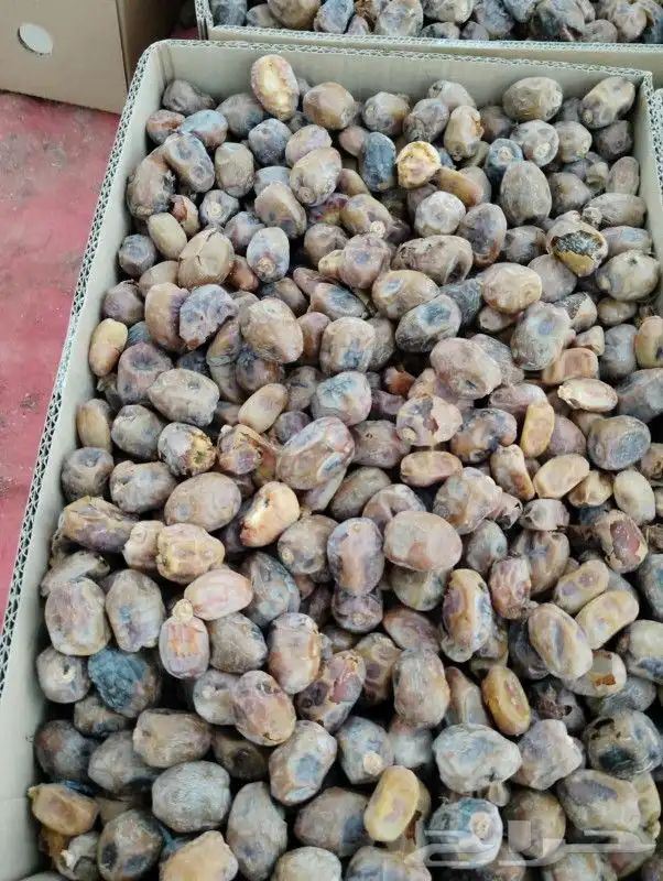 تمور مشكلات وعجاين 3