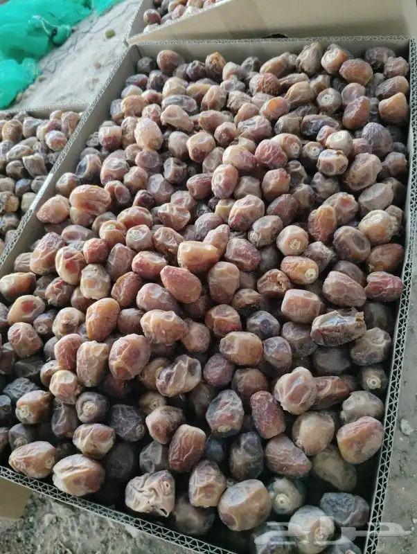 تمور مشكلات وعجاين 5