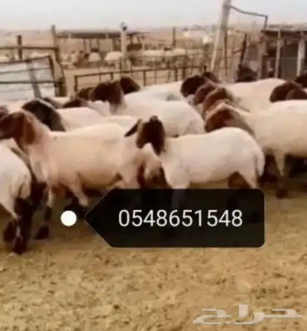 جز صوف الأغنام ماكينه كهرباء 0