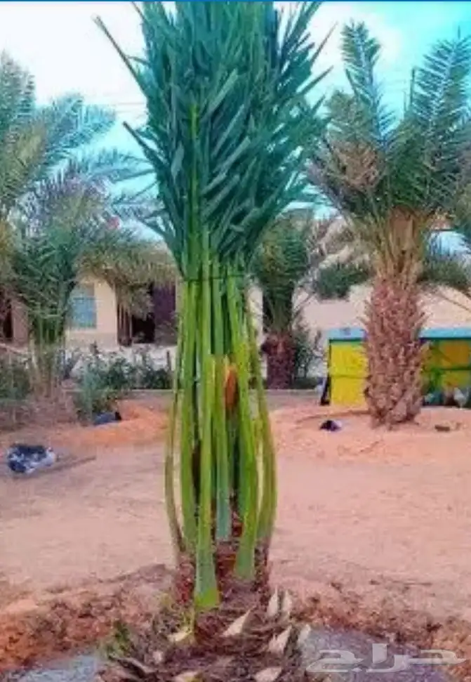 0534نخيل مثمر فسايل وجثايث ووشنطني كل المقاسات متوفره لديناء 3