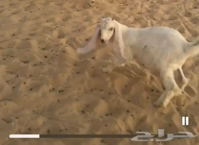 للبيع تيس داغور 3