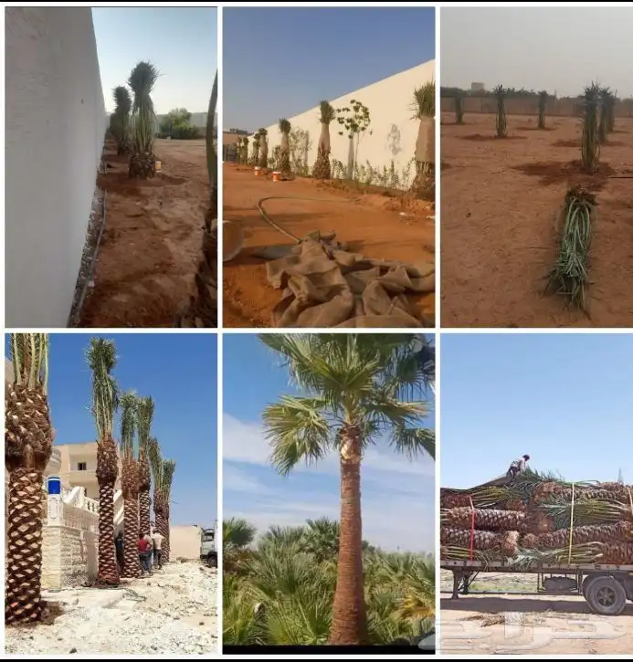 زراعة نخيل واشنطني وعربي 0
