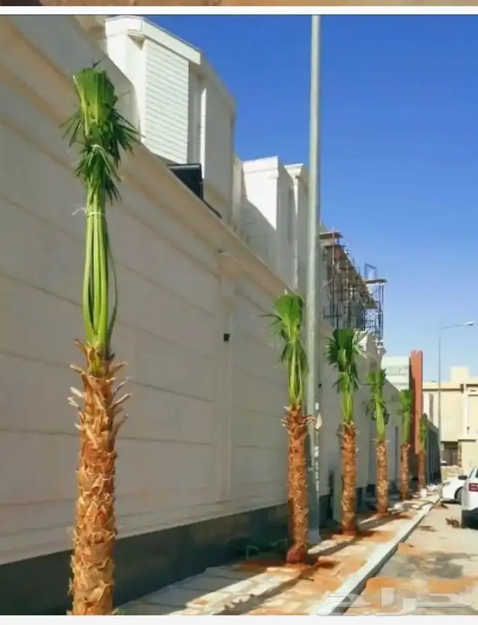 0534نخيل مثمر فسايل وجثايث ووشنطني كل المقاسات متوفره لديناء 4