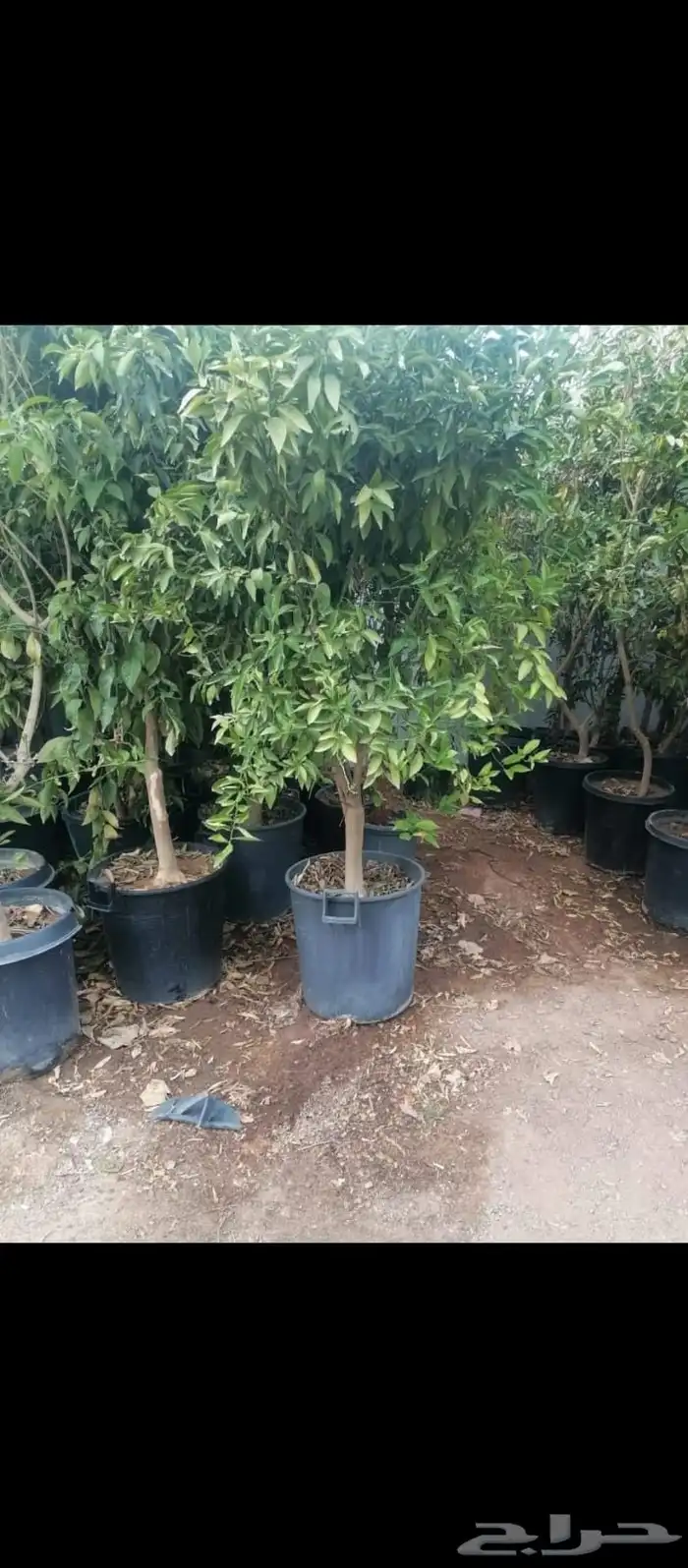 جميع انواع الأشجار والنخيل 9