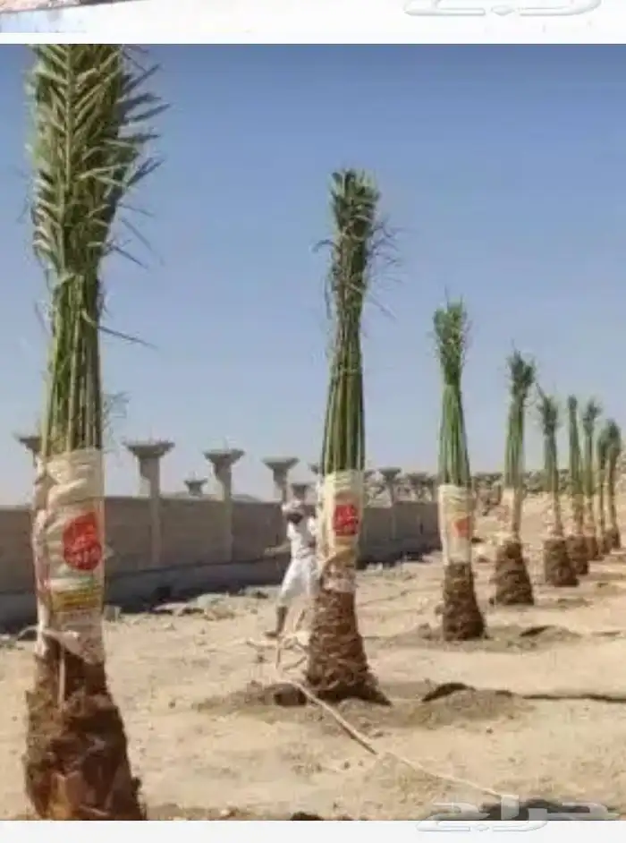 0534نخيل مثمر فسايل وجثايث ووشنطني كل المقاسات متوفره لديناء 0