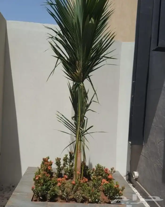 تنسيق حدائق 1