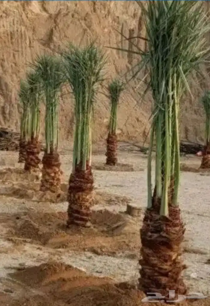0534نخيل مثمر فسايل وجثايث ووشنطني كل المقاسات متوفره لديناء 2