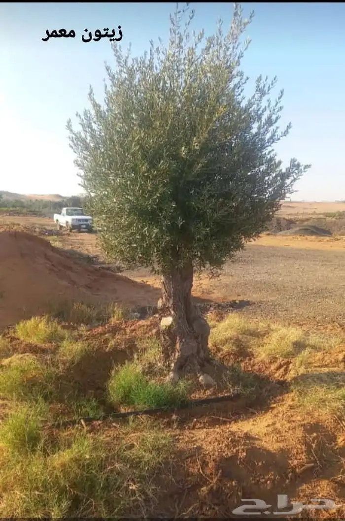 نخيل عربي وشنطونيا زينه امركي 5