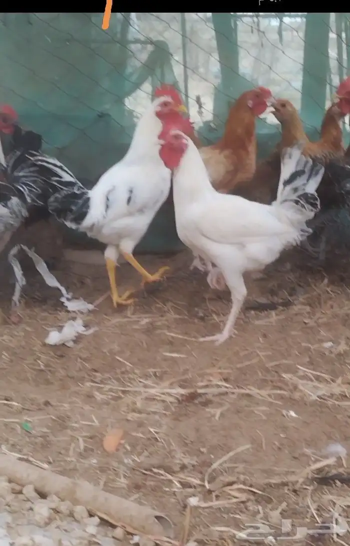 دجاج بلدي 1
