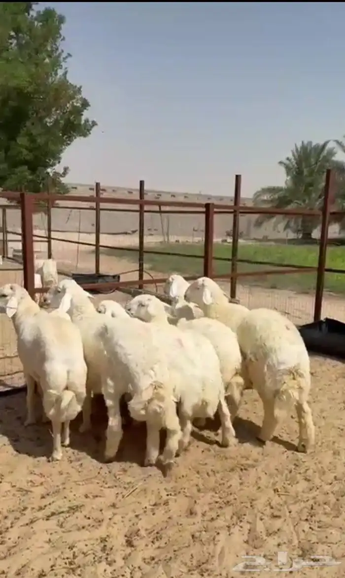 خرفان8 اعمارها من 6 وفوق فل الفل مغلقه ضواحي الجبي 1