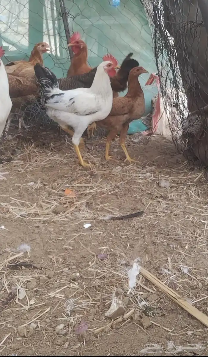 دجاج بلدي 2