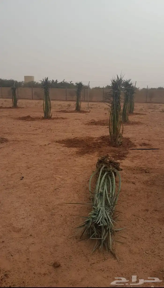 زراعة نخيل واشنطني وعربي 6