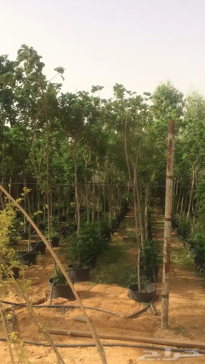 تنسق حدق مهندس جابر تركيب شبكات راي وتركيب تيل وتركيب نخيل 2