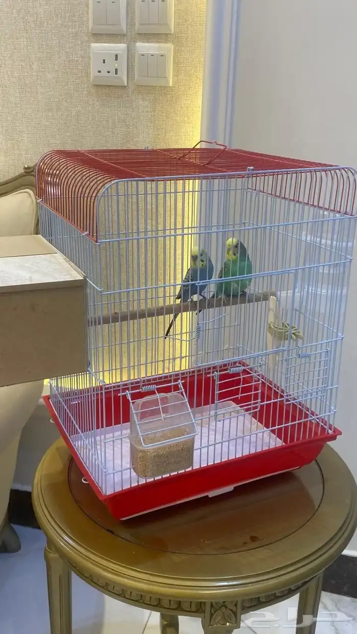 عصافير بادجي نوعيه ممتازه 2