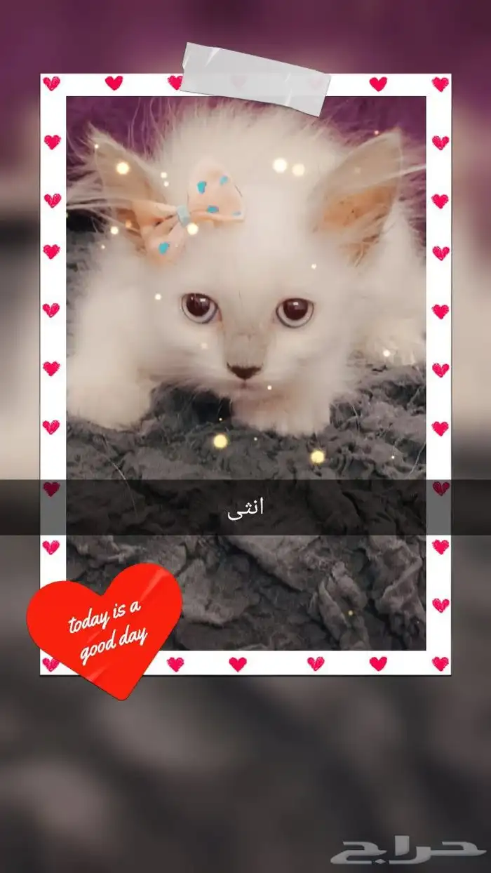 قطط للبيع 0