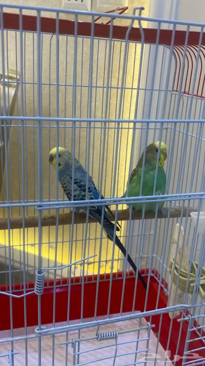 عصافير بادجي نوعيه ممتازه 0