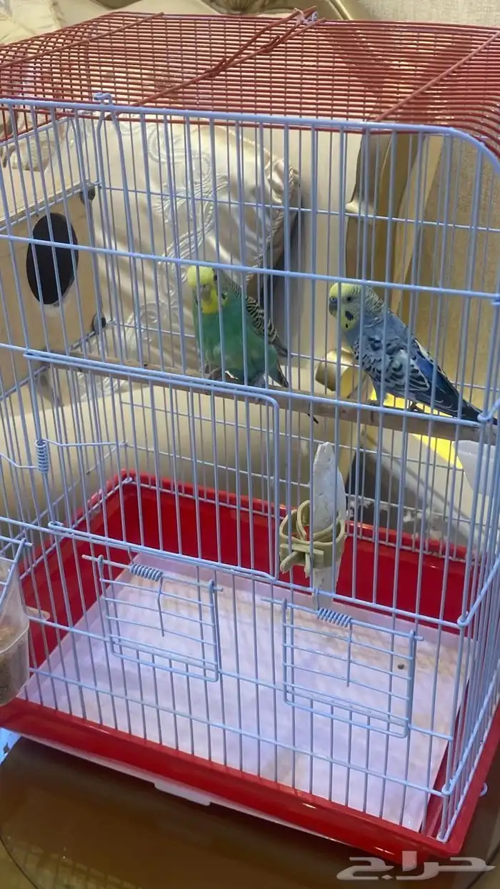 عصافير بادجي نوعيه ممتازه 8