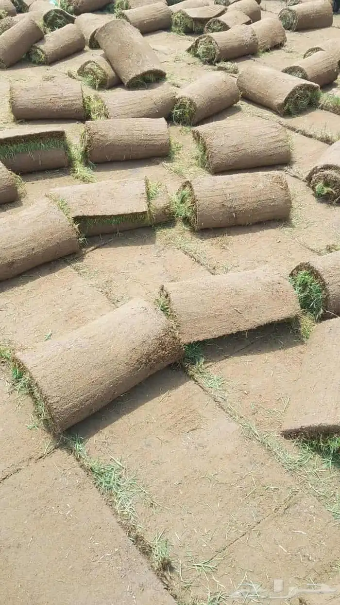 نجيل طبيعي 7