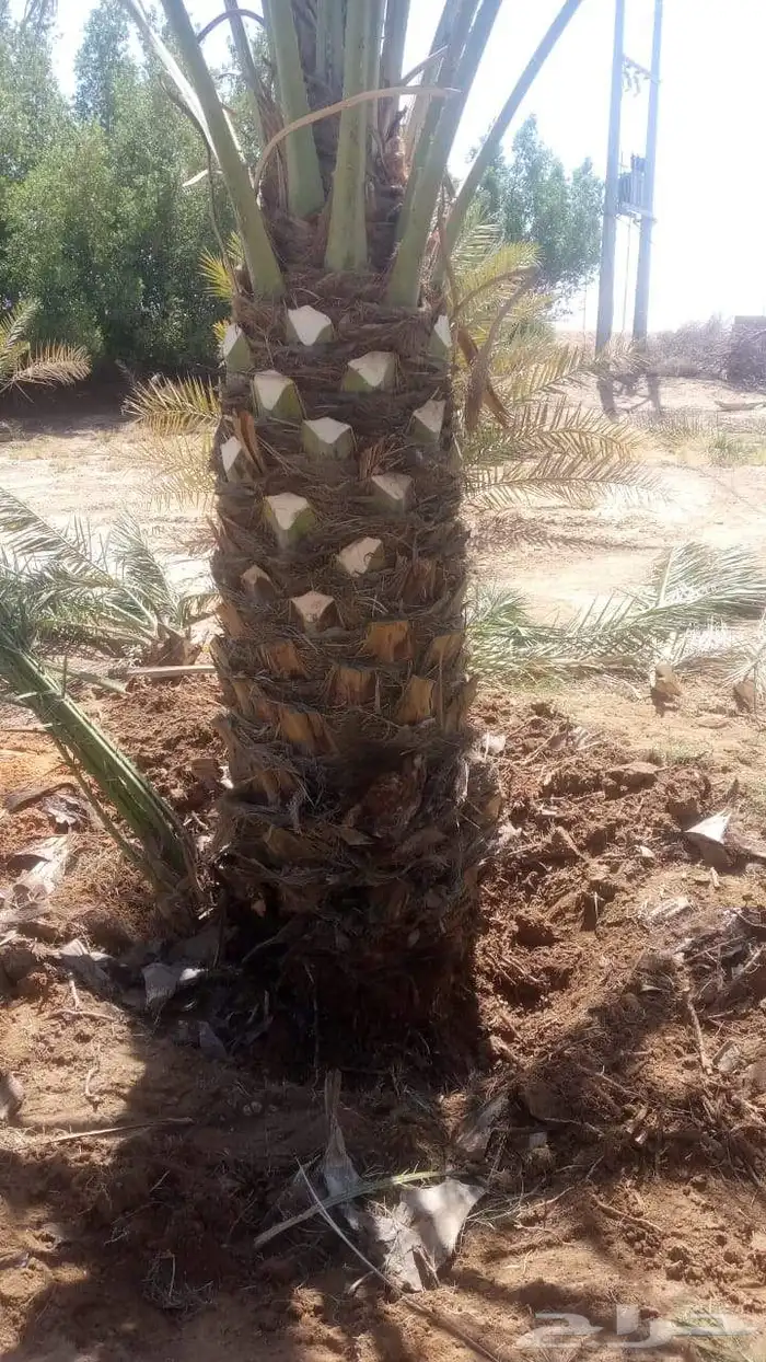 نخل 7