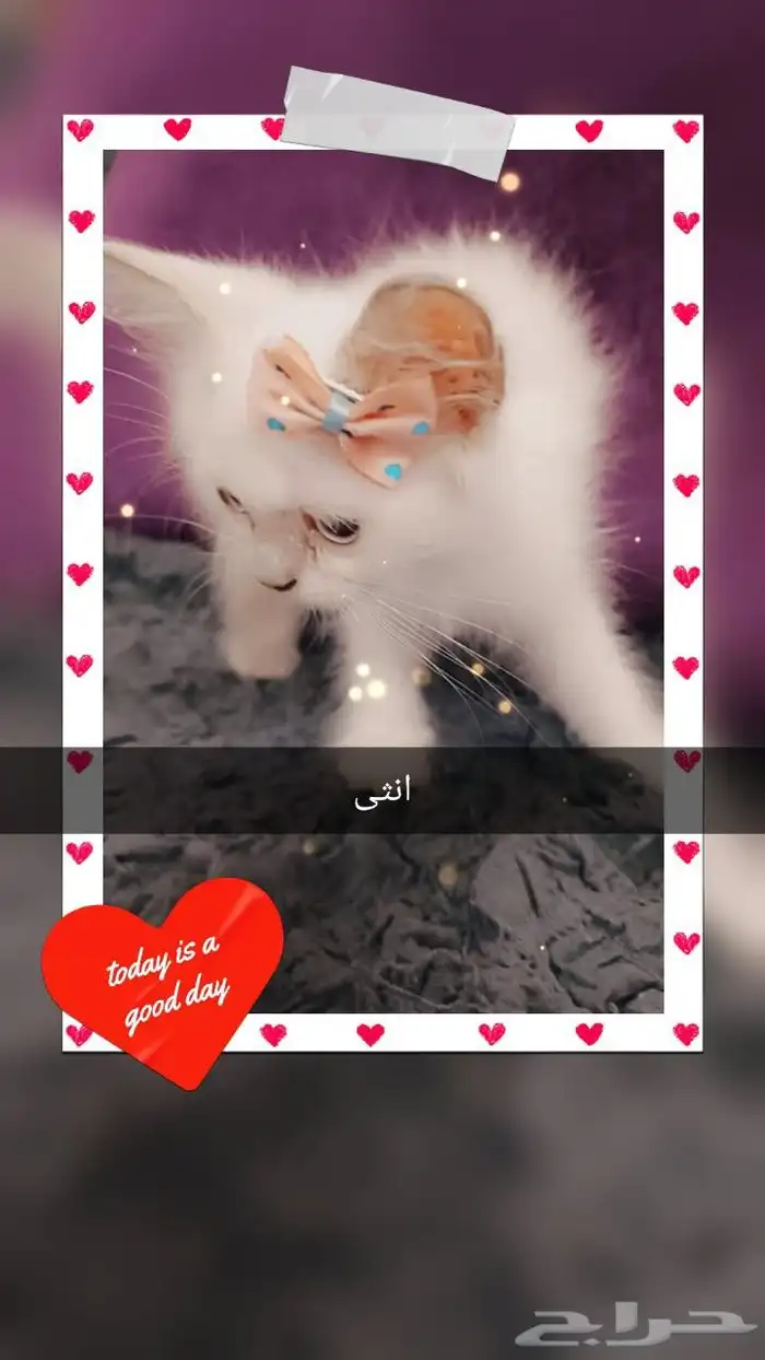 قطط للبيع 1